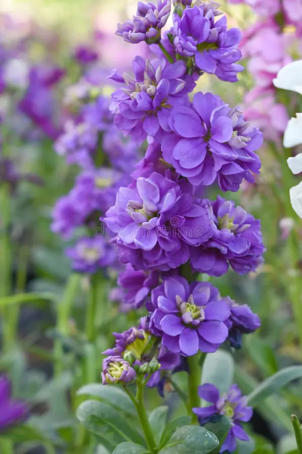 Non GMO Blue Gillyflower seeds