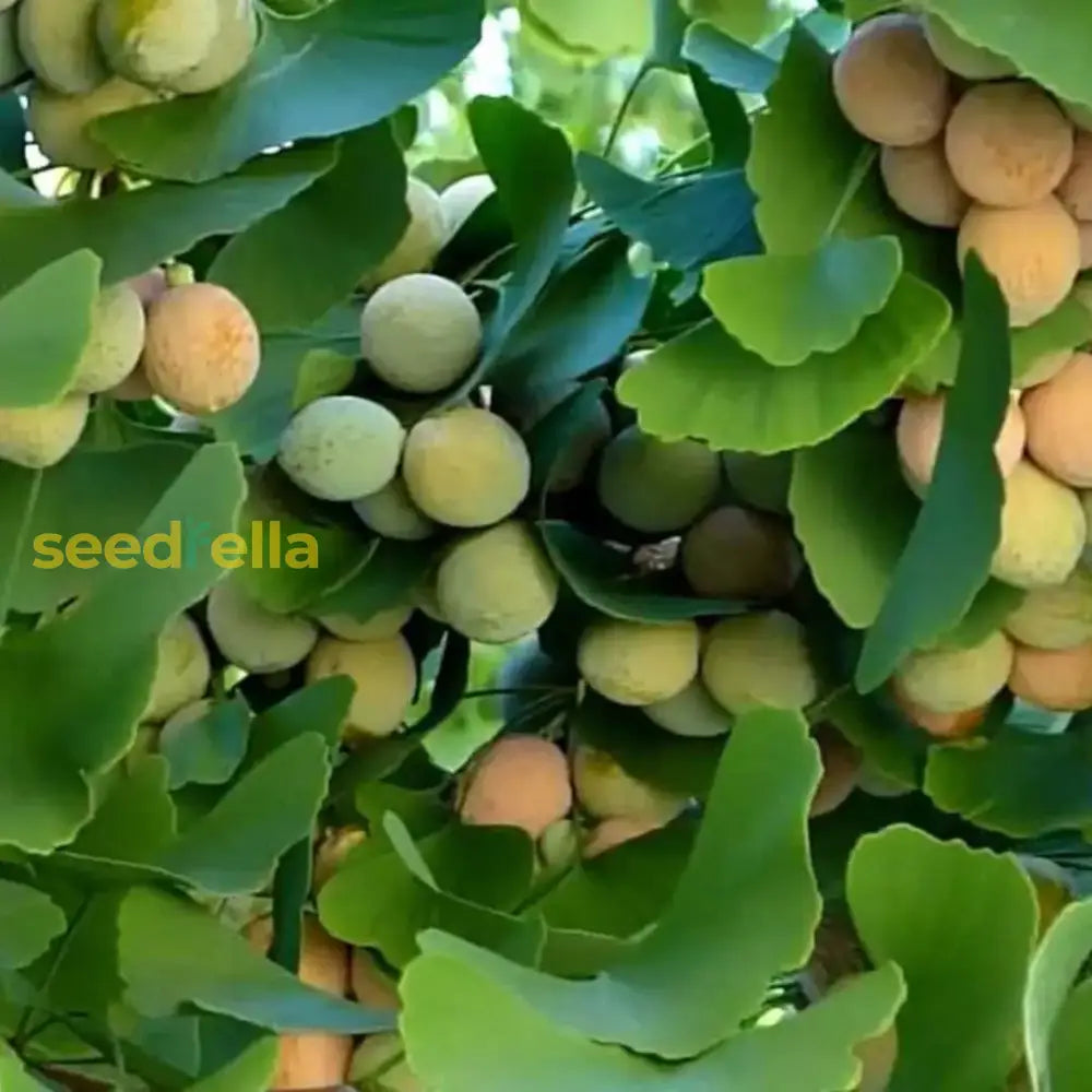 "High-quality Ginkgo Seeds for Planting Success"