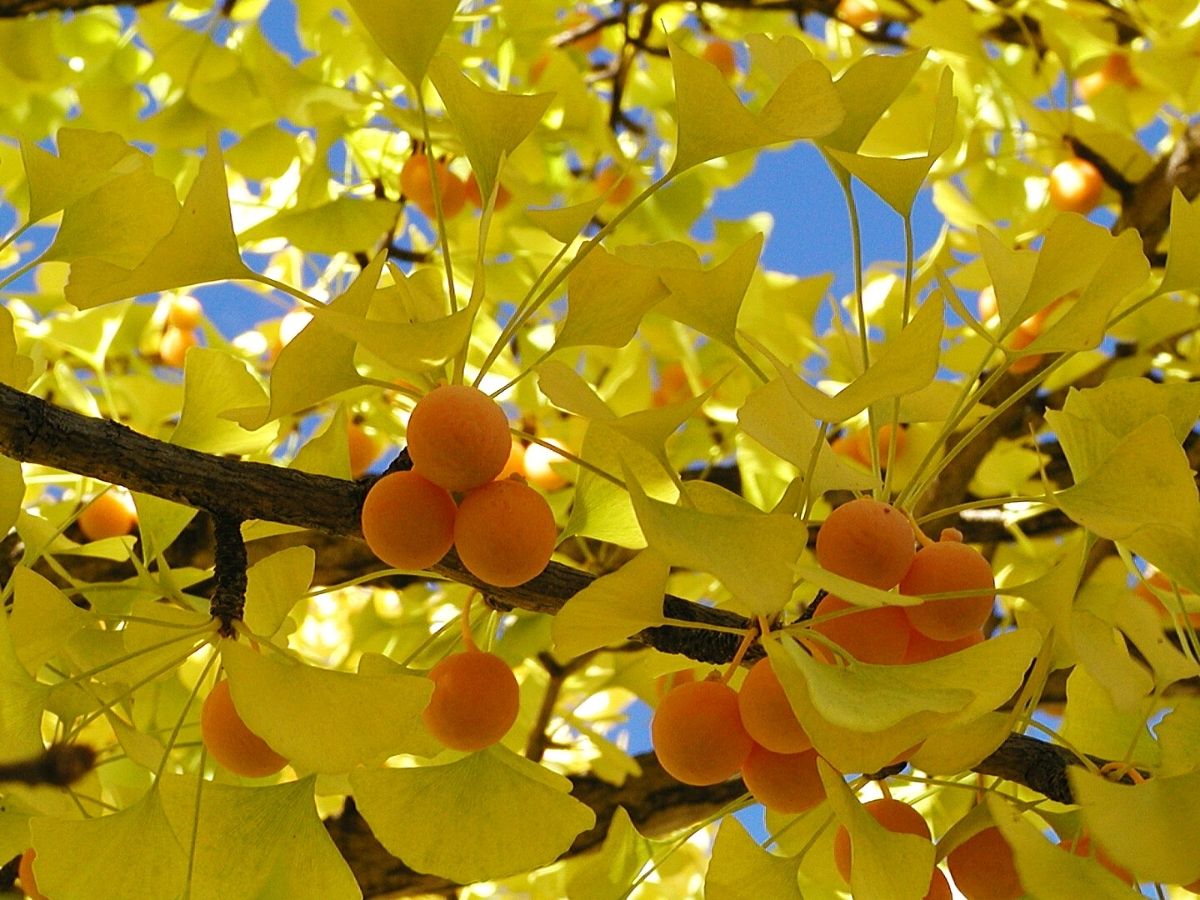 Ginkgo Biloba Seeds: Planting Yellow Seeds For Ancient Trees Fruit