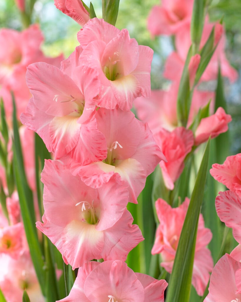 Baby pink gladiolus bloom seeds for outdoor gardens