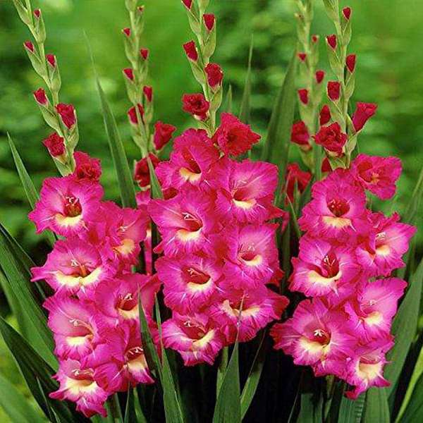 Non GMO baby pink gladiolus seeds for gardening