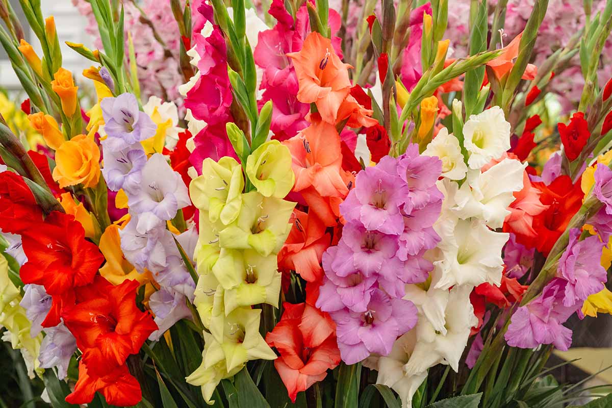 Gladiolus (Gladiolus Flower) seeds for planting in home garden