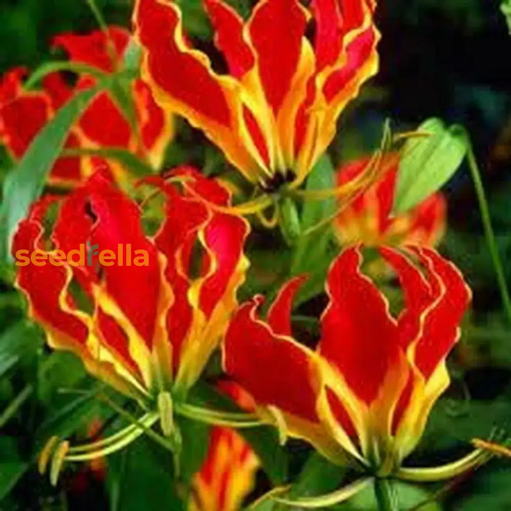 Red Yellow Gloriosa flowering seeds for gardens