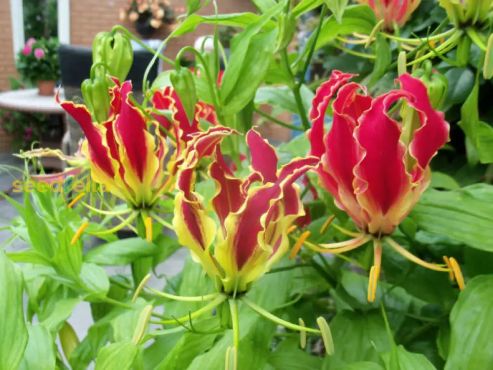 Red Yellow Gloriosa Rothschildiana seeds for planting