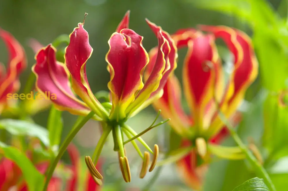 Yellow red Gloriosa flowering seeds for gardens