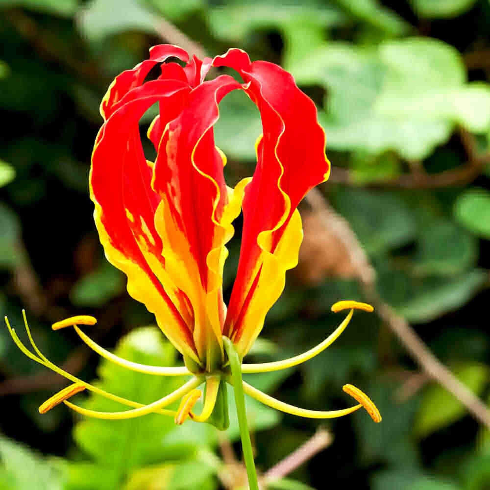 Ornamental Red Gloriosa Superba seeds for landscapes