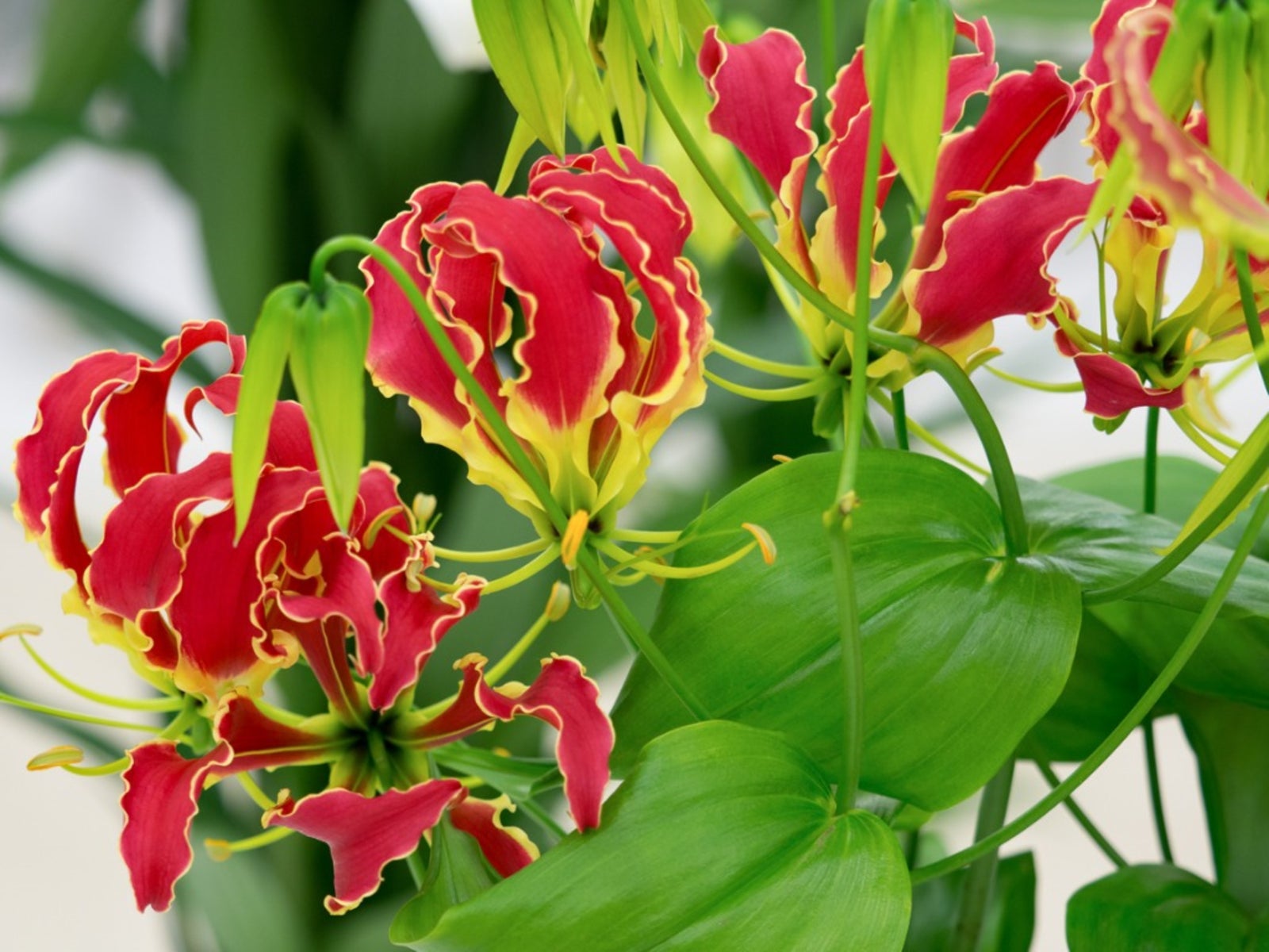 Red Gloriosa Superba flowering seeds for gardens