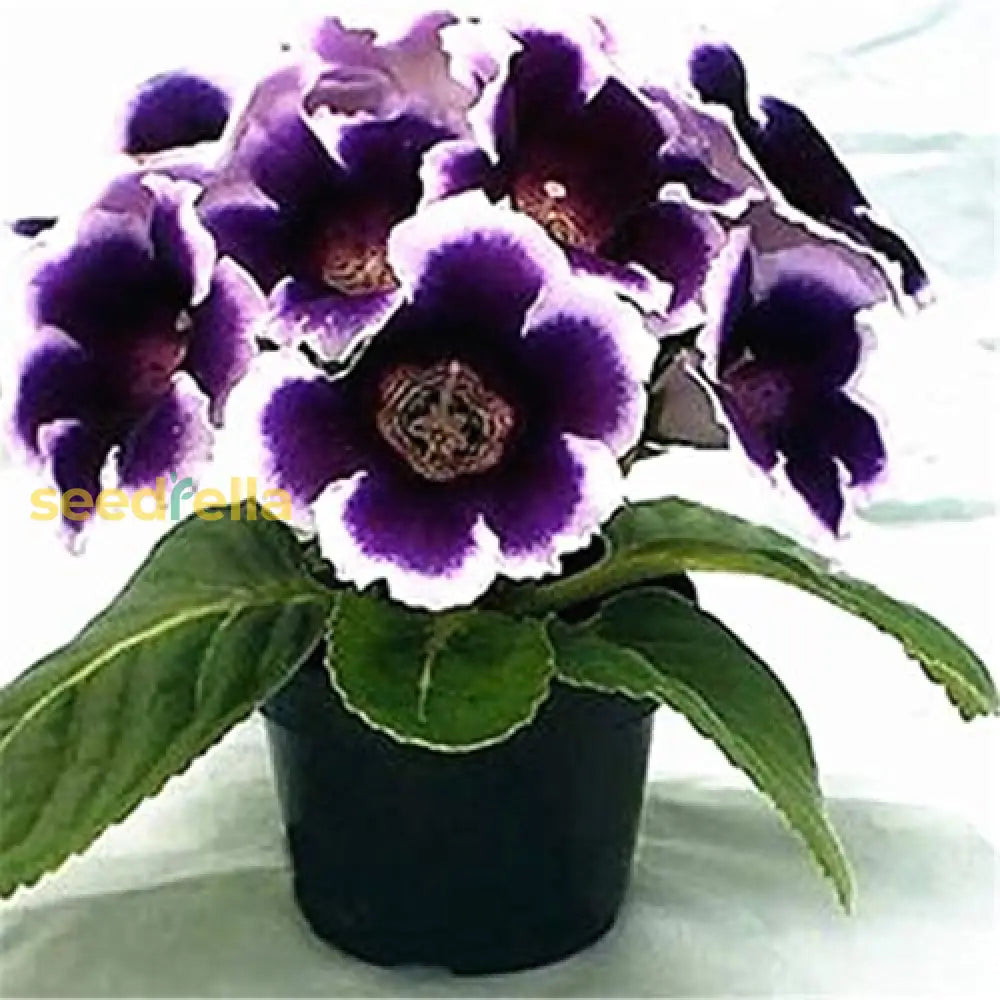 Non GMO Violet White Gloxinia seeds