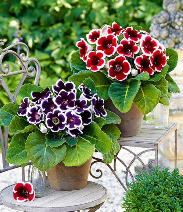 Non GMO white Gloxinia planting seeds