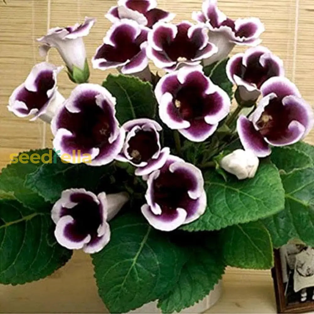 Violet White Gloxinia seeds for planting