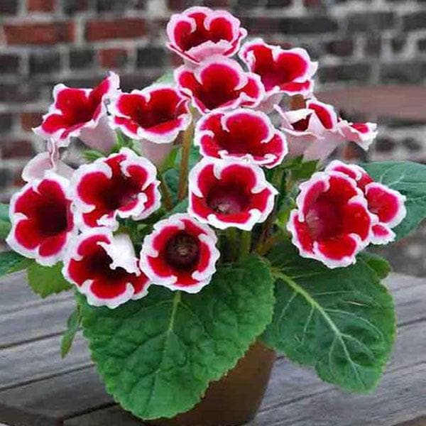 White Gloxinia seeds for planting