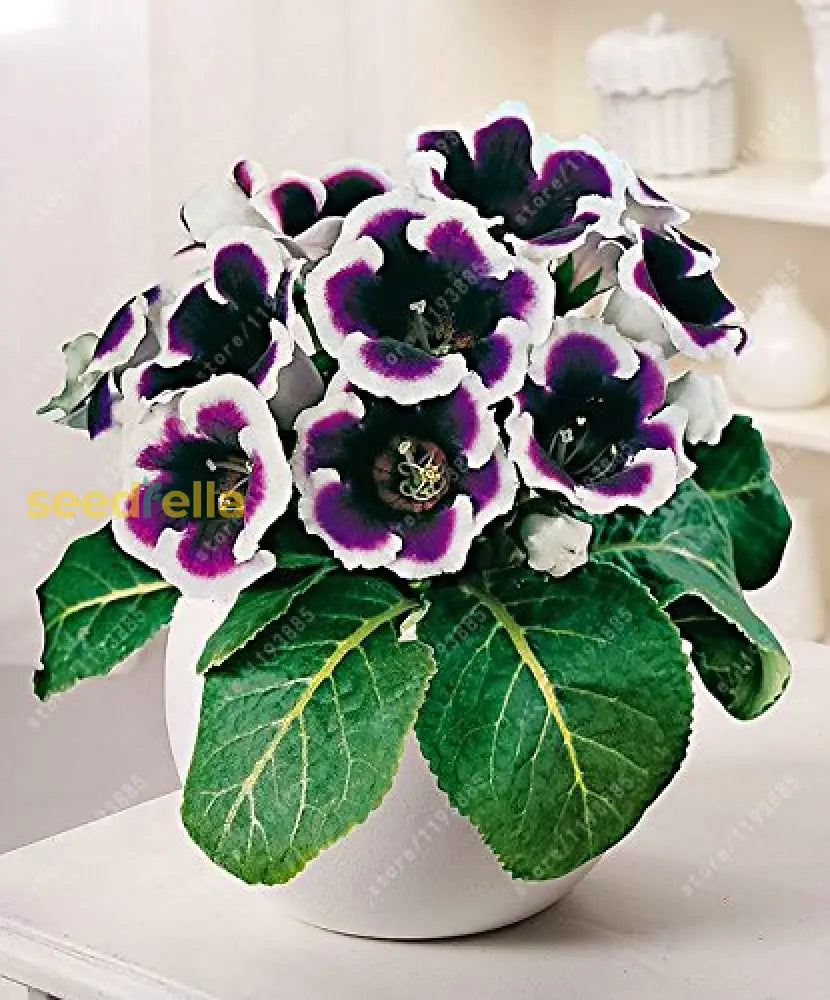 Violet White Gloxinia flowering seeds for gardens