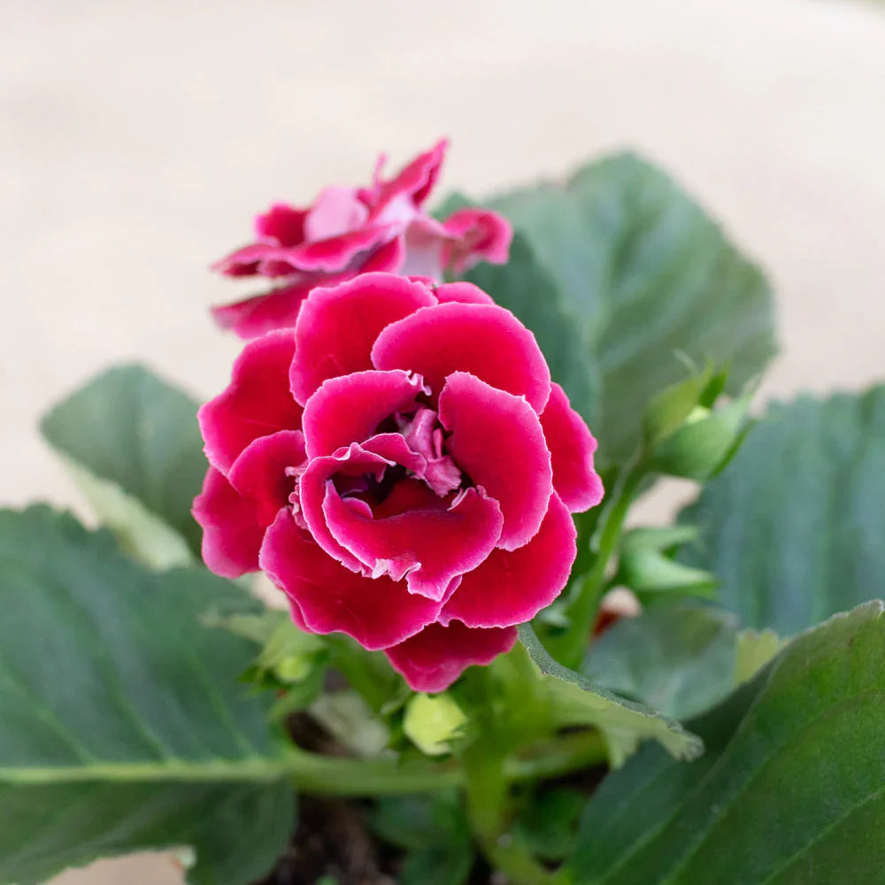 Vibrant Pink Gloxinia Flower Seeds For Elegant Garden Planting