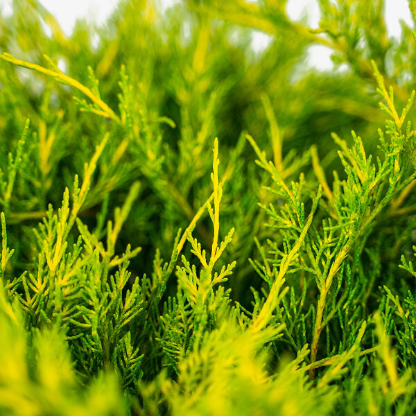 Juniper Tree Seeds For Planting: Cultivate Lush Lime Green Foliage A Soothing Garden