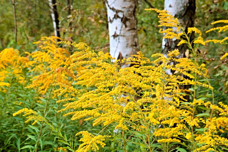 Golden Rod Solidago garden seeds for outdoor planting