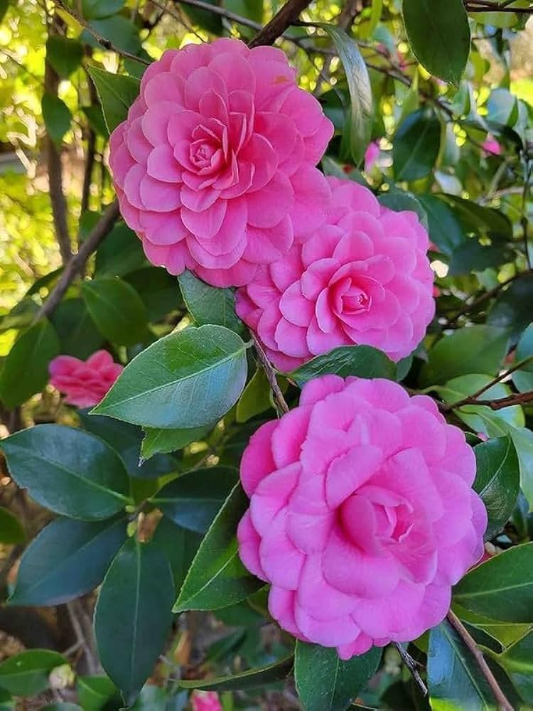 Non GMO Graceful Pink Camellia seeds