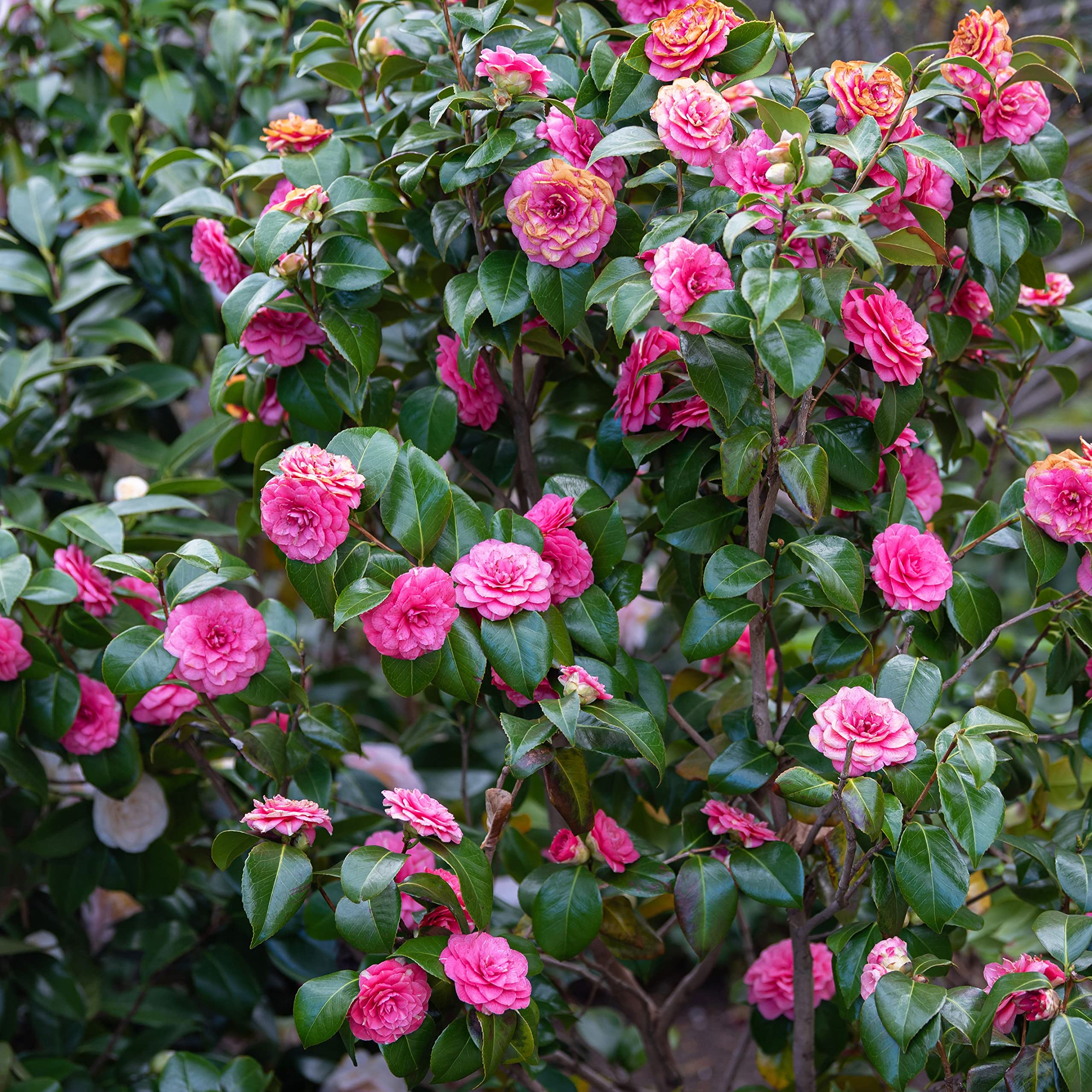Ornamental Graceful Pink Camellia evergreen shrub