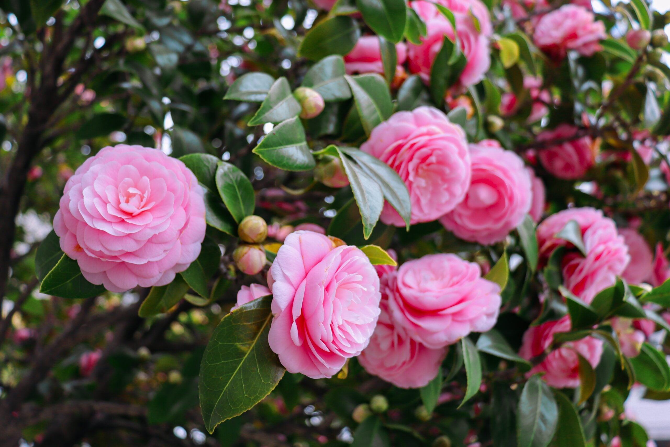 Graceful Pink Camellia in patio container