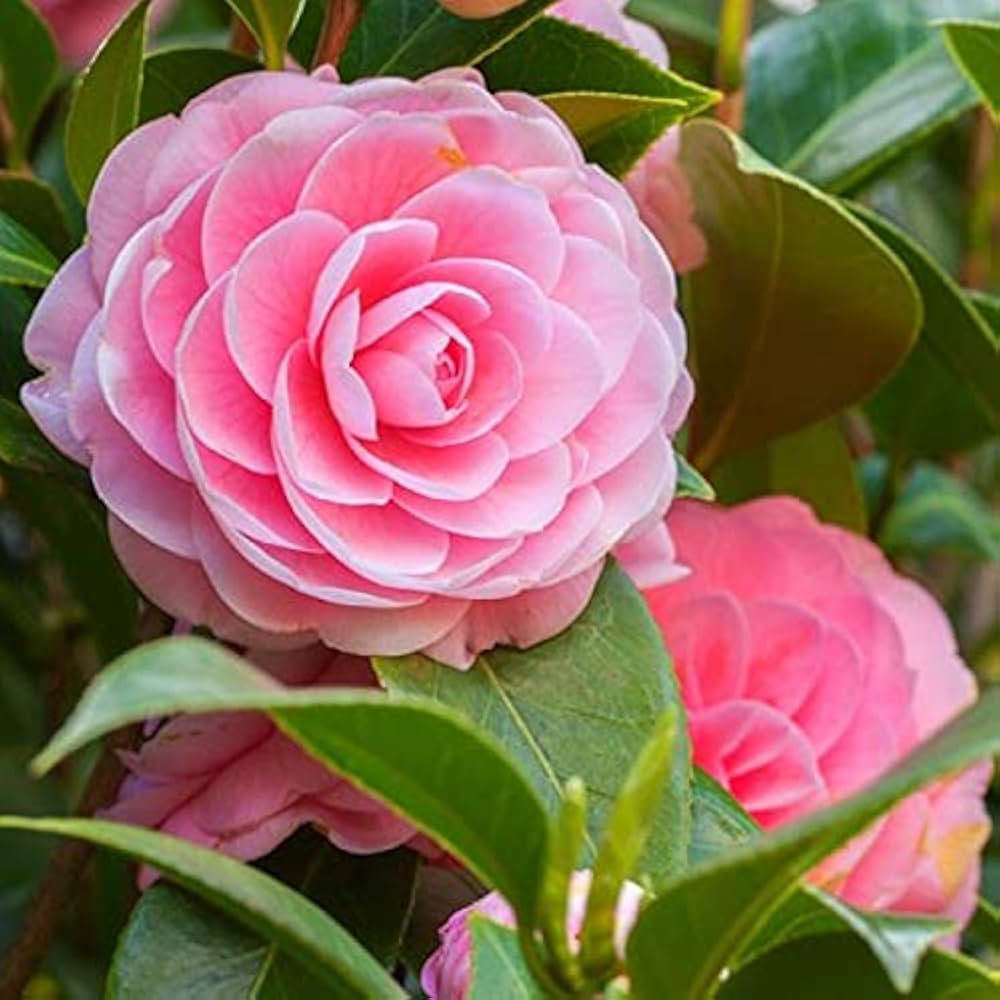 Graceful Pink Camellia flower seeds for planting