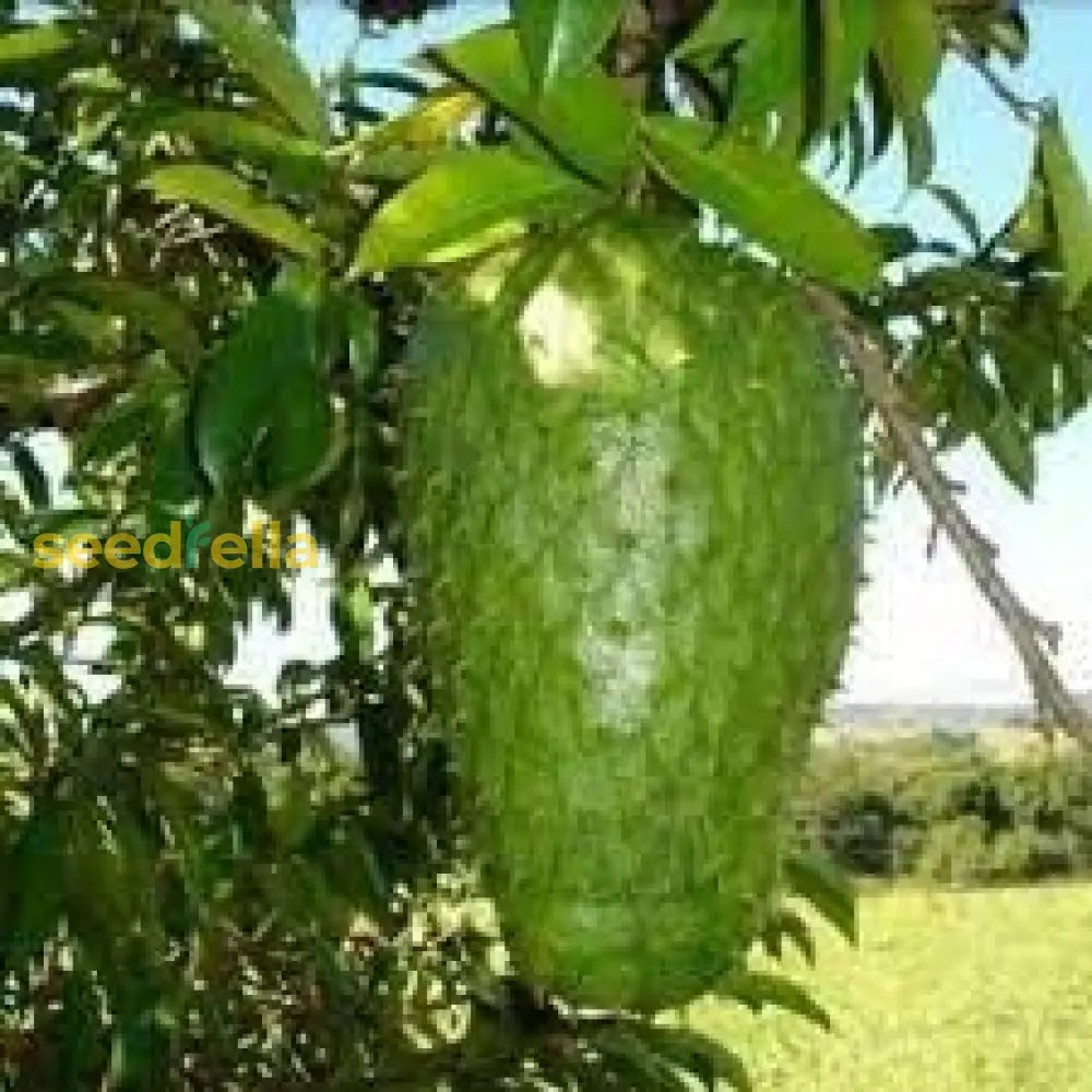Graviola Fruit Seeds for planting and growing delicious soursop fruit.