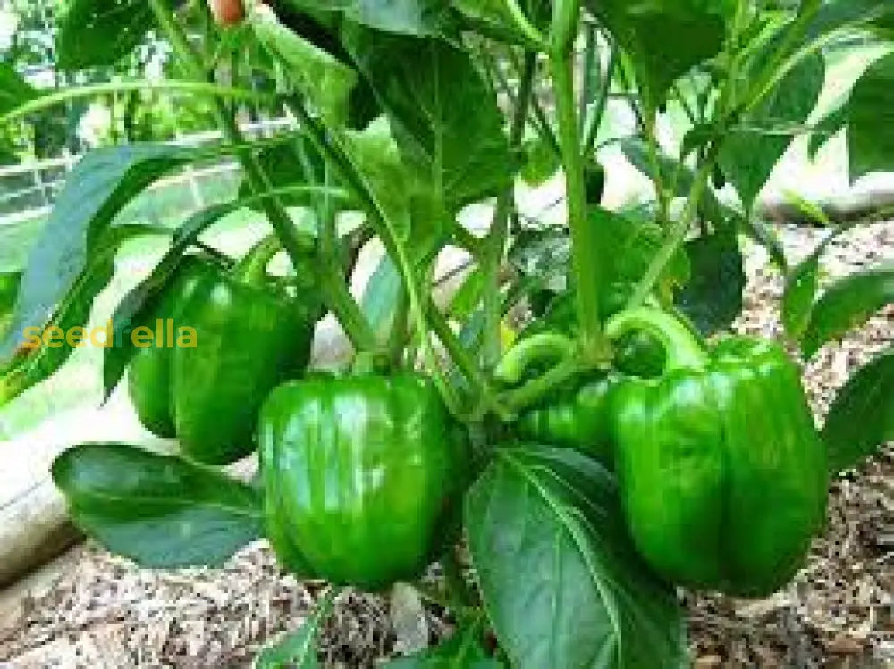 Plant Green Bell Pepper Seeds for a crisp and fresh vegetable harvest.