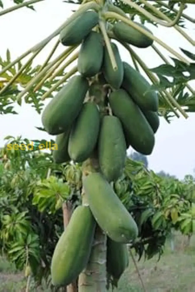Green Papaya Seeds planting guide for successful gardening