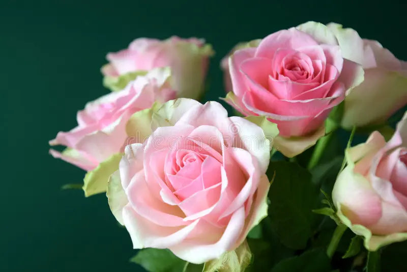 Non GMO Green and Pink Rose seeds