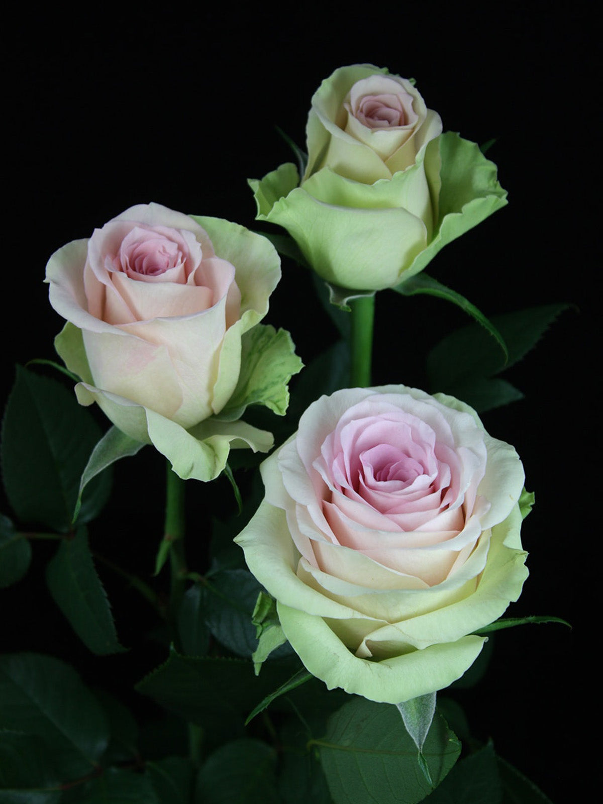 Ornamental Green and Pink Rose flowering plant