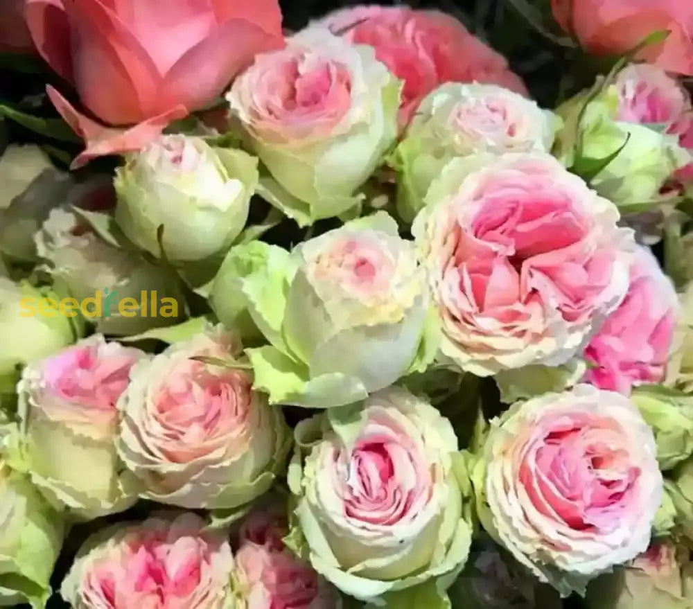 Green and Pink Rose seeds for planting