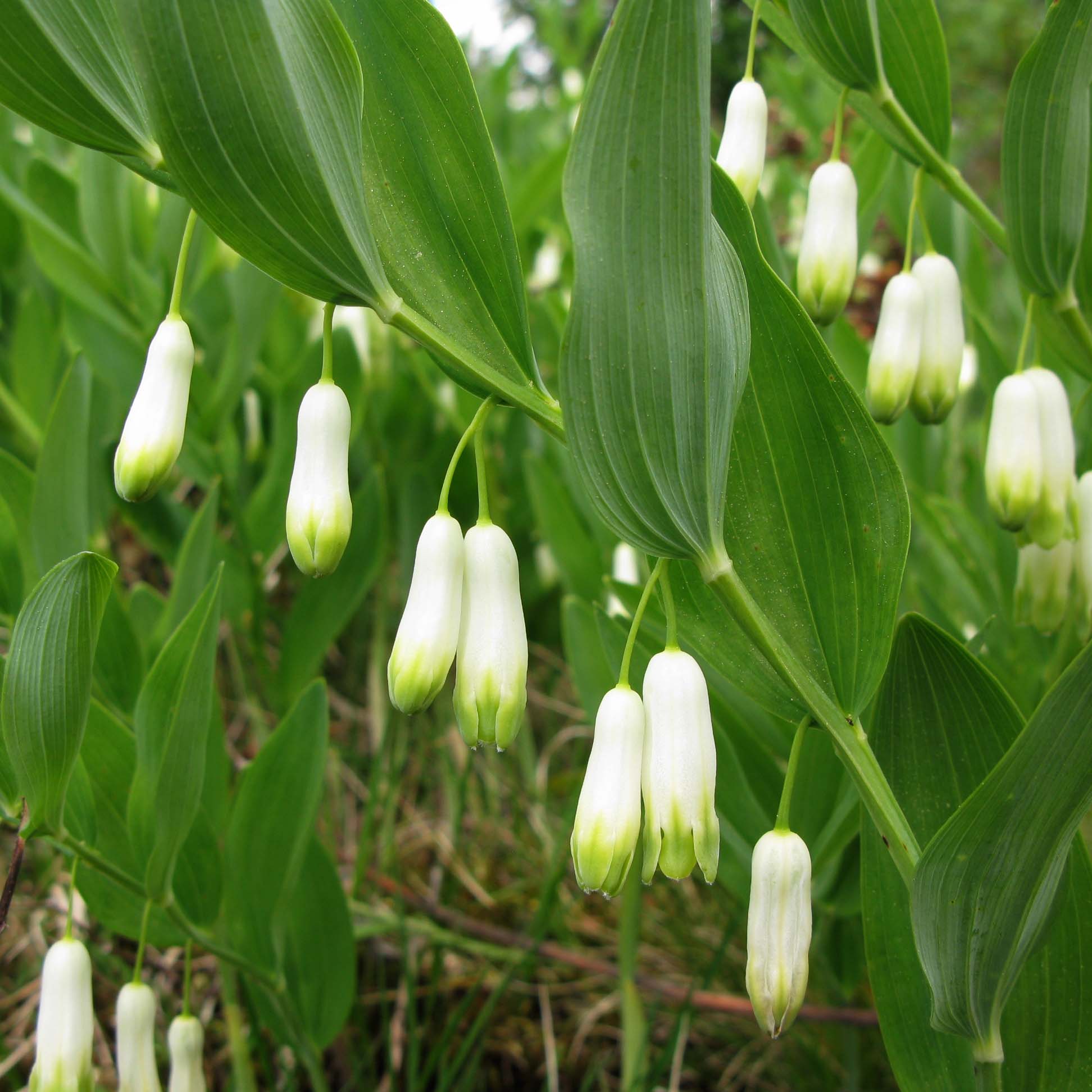 Non GMO Green Polygonatum seeds