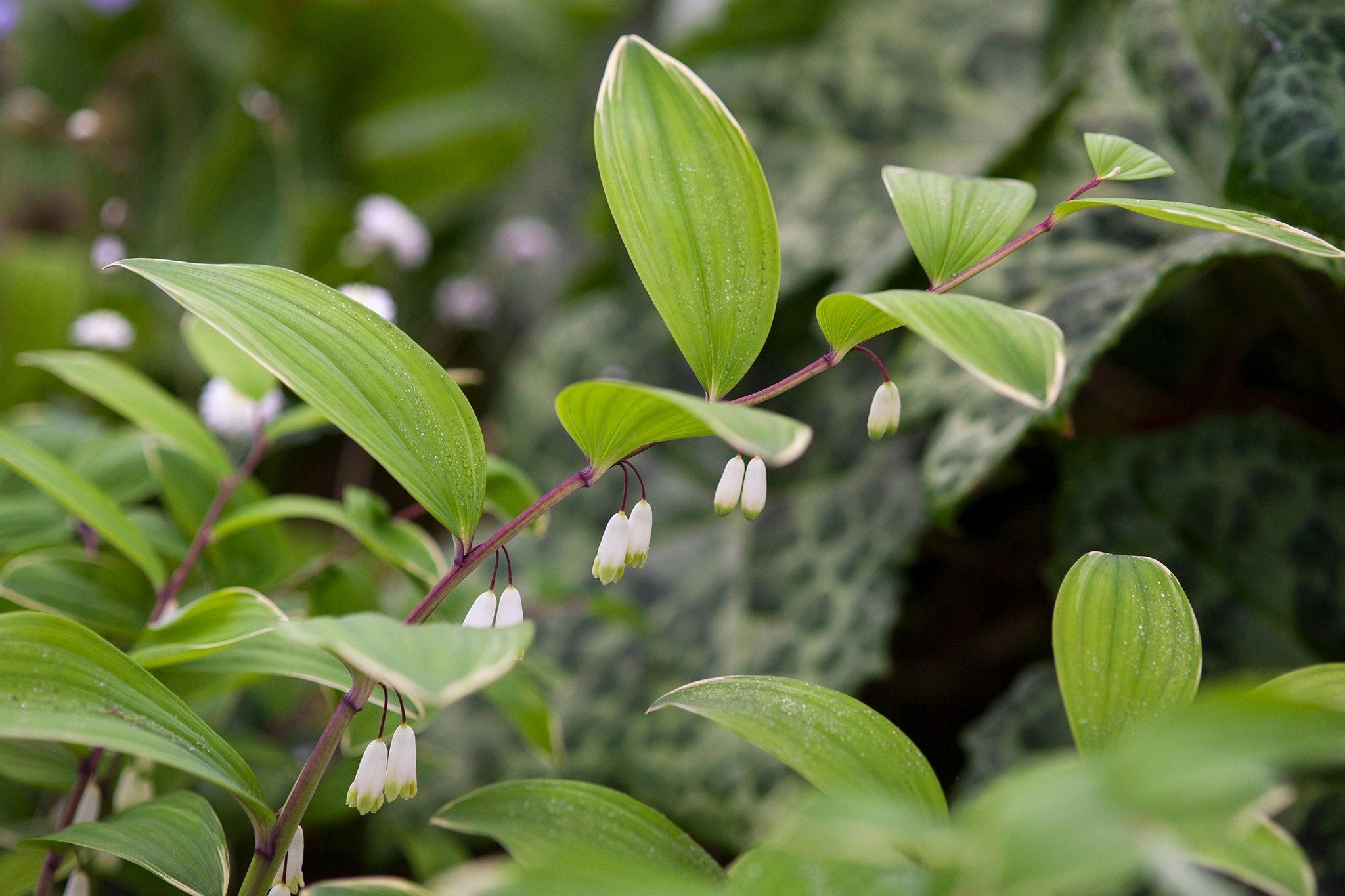 Ornamental Green Polygonatum for gardens