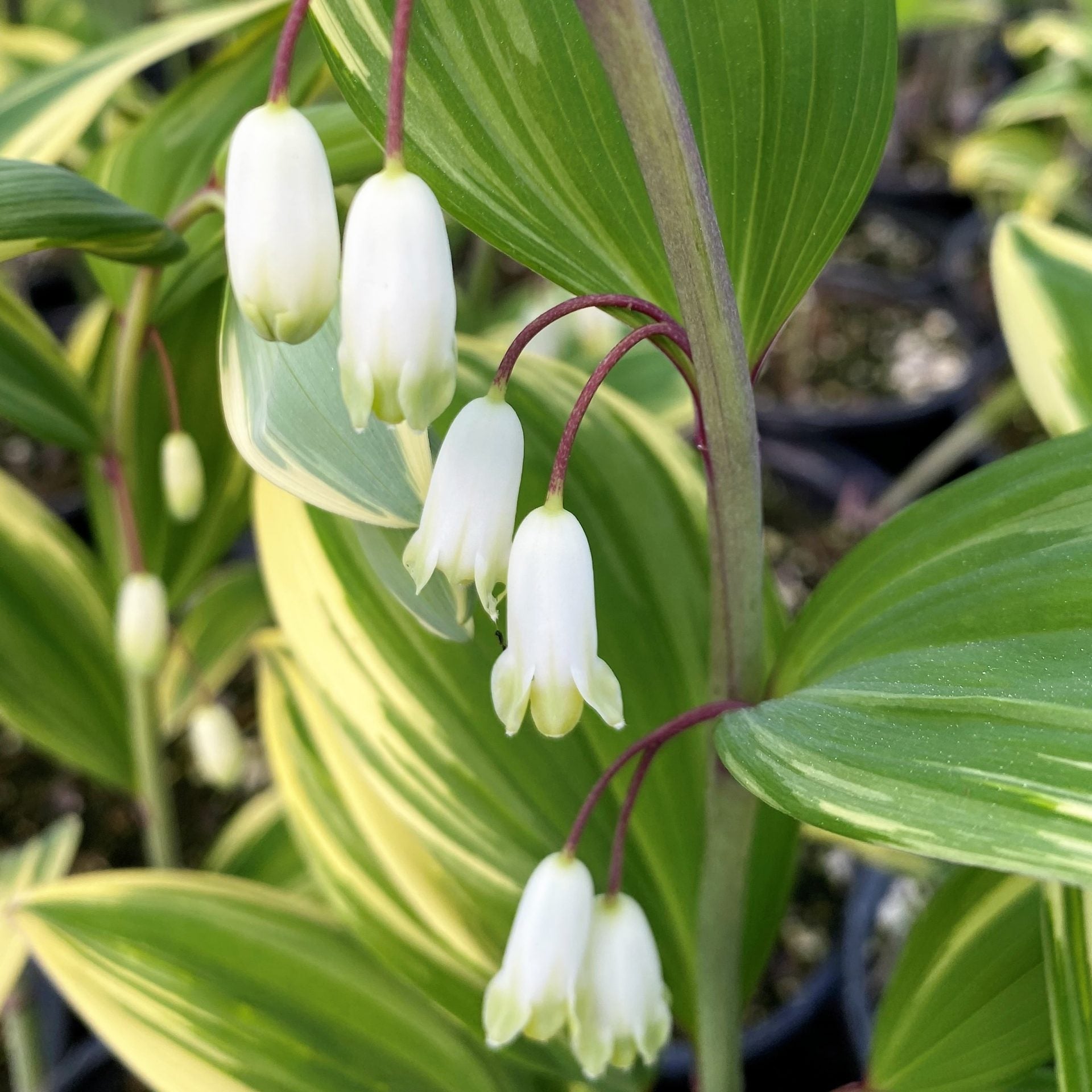Green Polygonatum plant seeds for planting