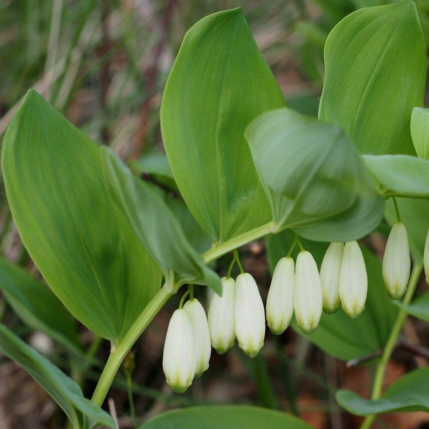 Green Polygonatum in woodland garden planting