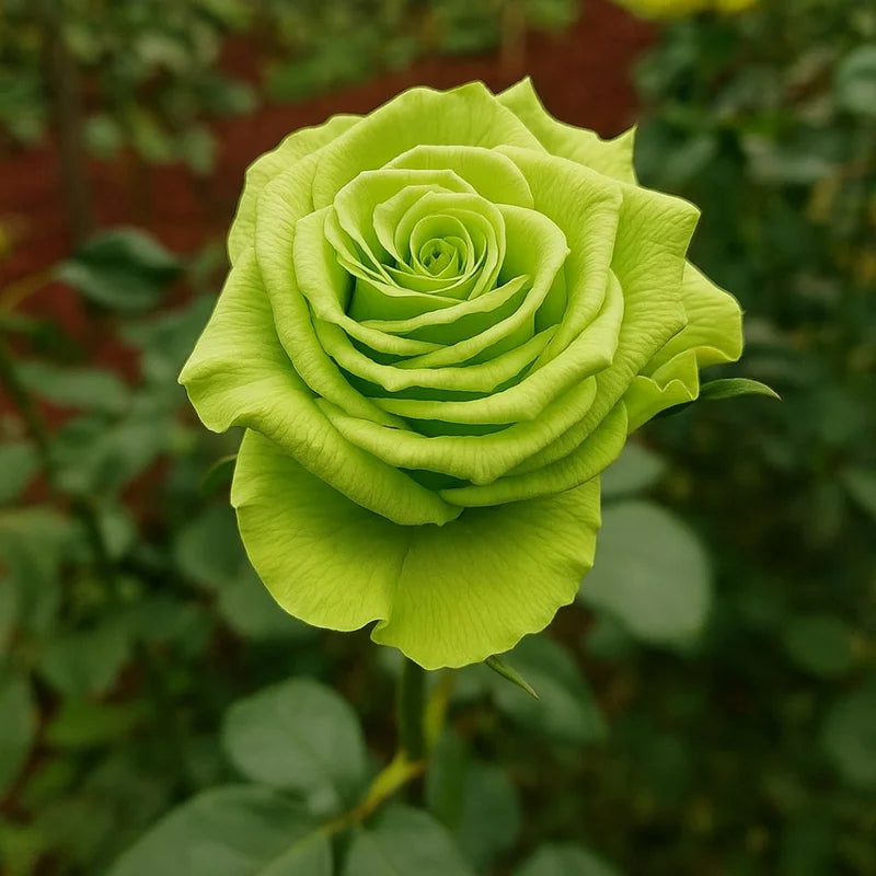 Ornamental Green Rose plant for gardens