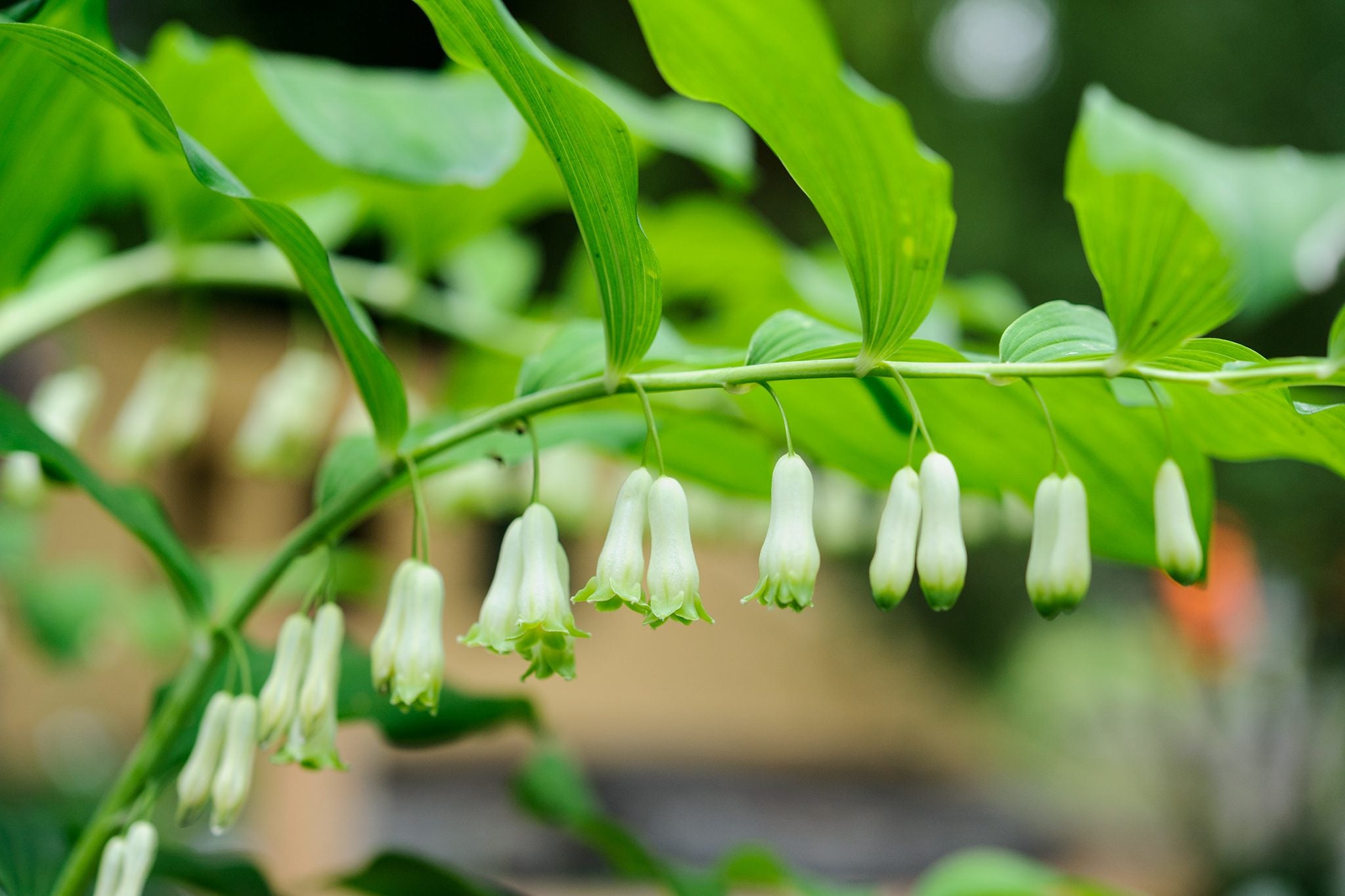 Non GMO Green Solomon Seal seeds