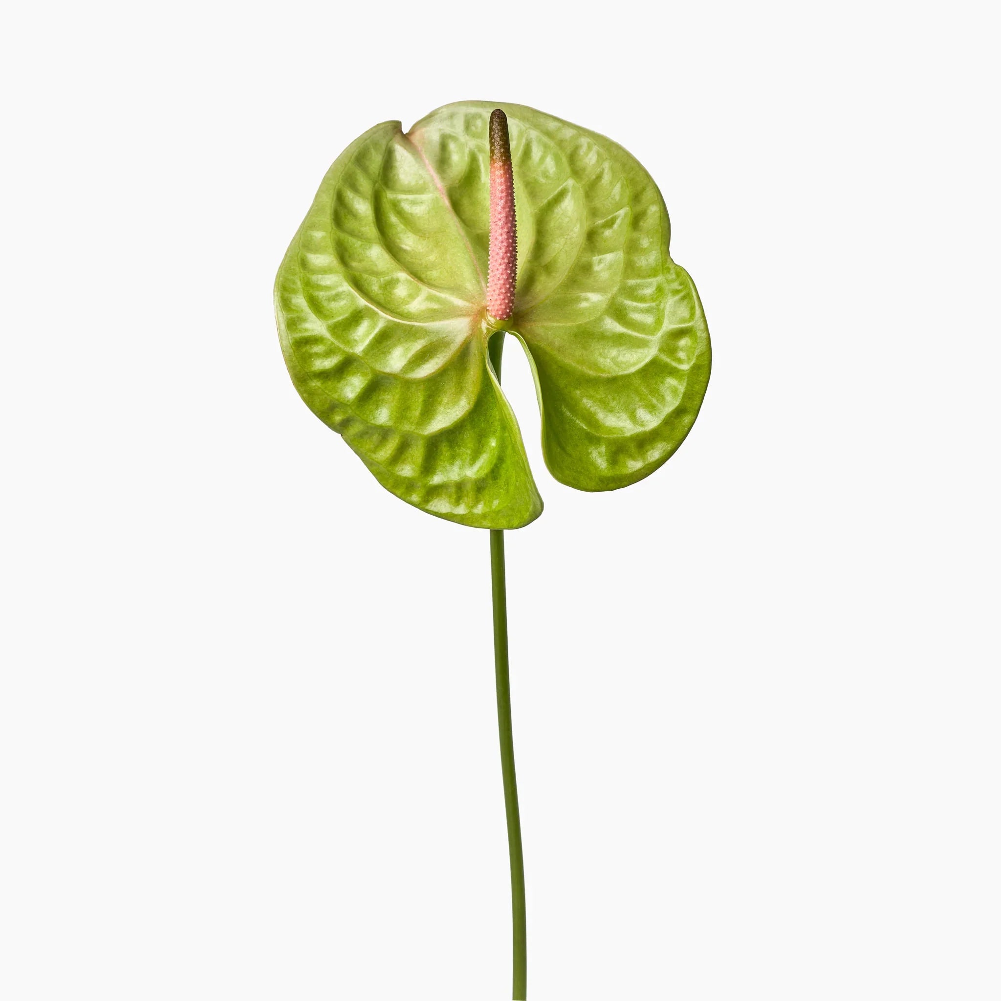 Anthurium Flower Seeds For Planting - Grow Stunning Green Blooms In Your Garden