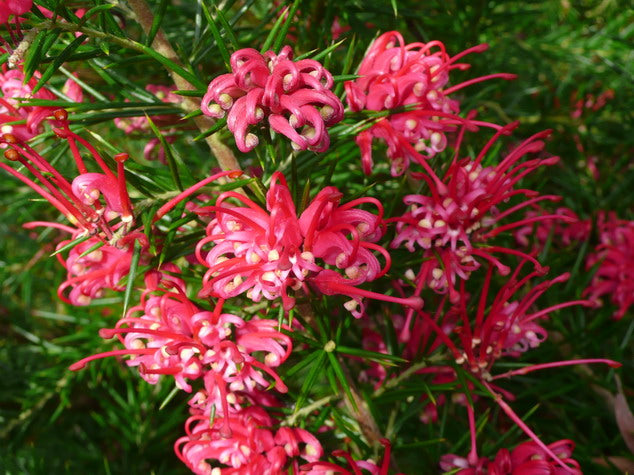 Grevillea (Grevillea Flower) seeds for planting in home garden