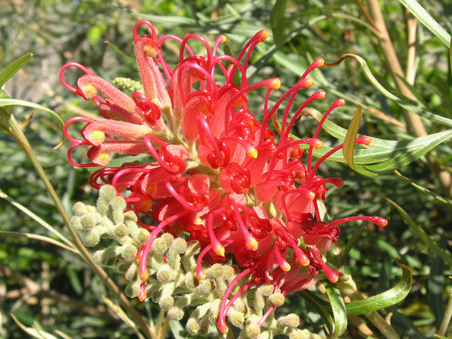 Red Grevillea Robusta Flower seeds for Planting Cut Flower Favorite Heirloom & GMO Free Seeds for Home Garden 
 
 Sale for planting in home garden