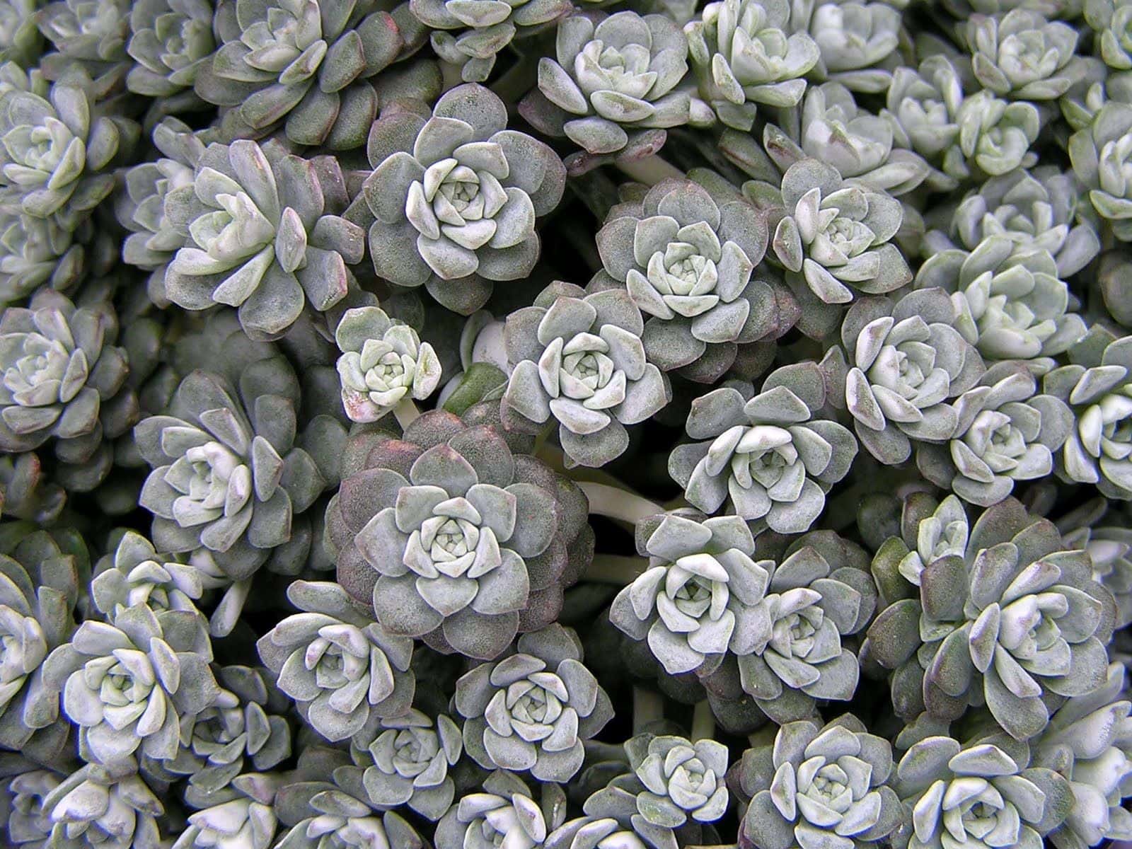 Grey Sedum Plant for Rock Gardens