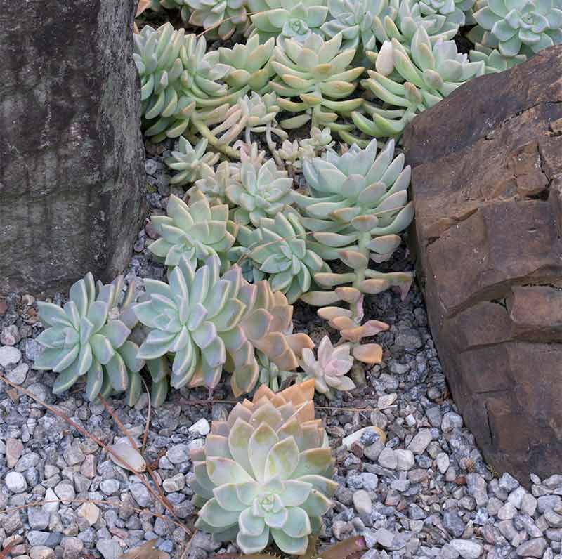 Hardy Grey Sedum Succulent for Pots