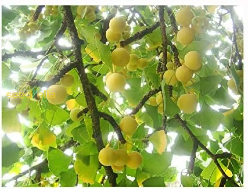 Non-GMO Orange Ginkgo Seeds for healthy tree growth.