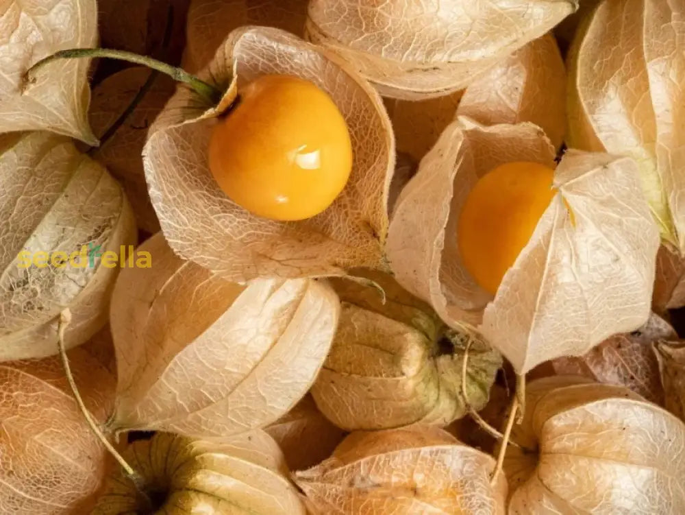 Grow your own Orange Tomatillo with high-quality seeds.