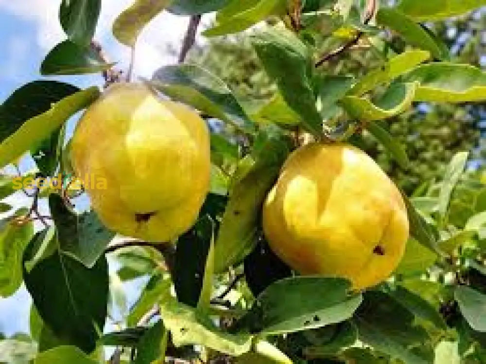 Non-GMO Yellow Quince Seeds for your home garden.