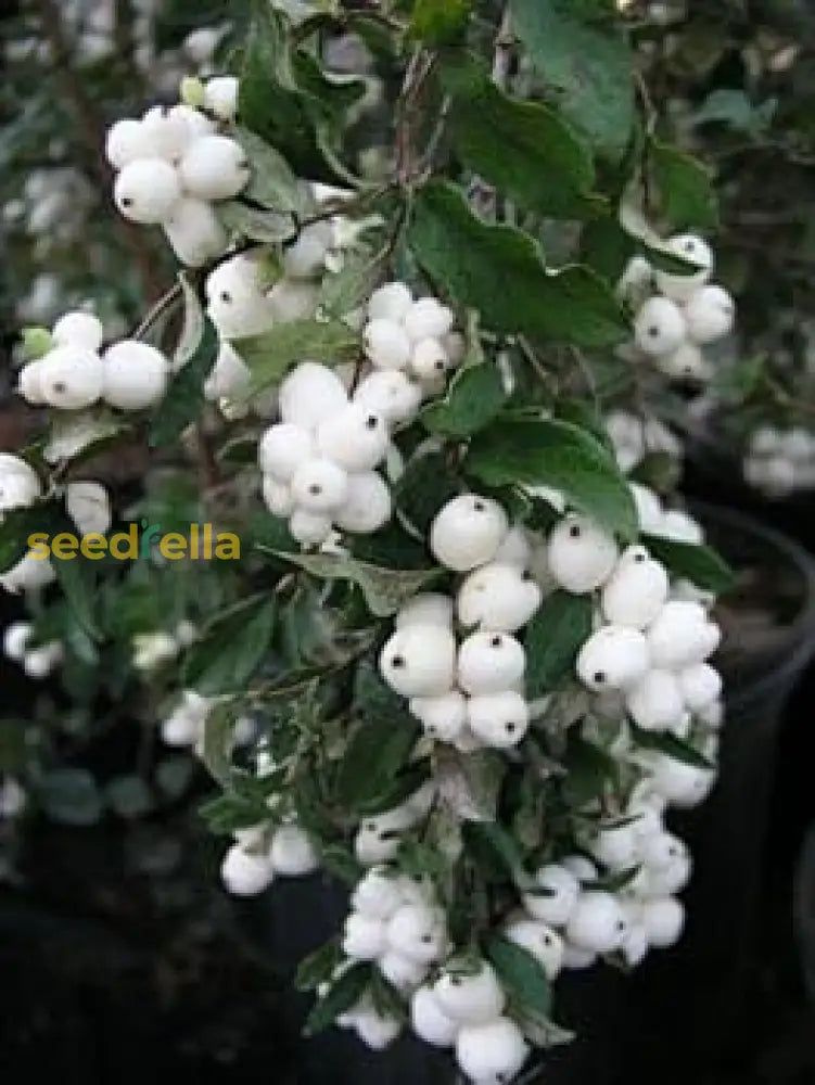 Grow White Arbutus Bayberry Trees at home with high-quality fruit seeds.