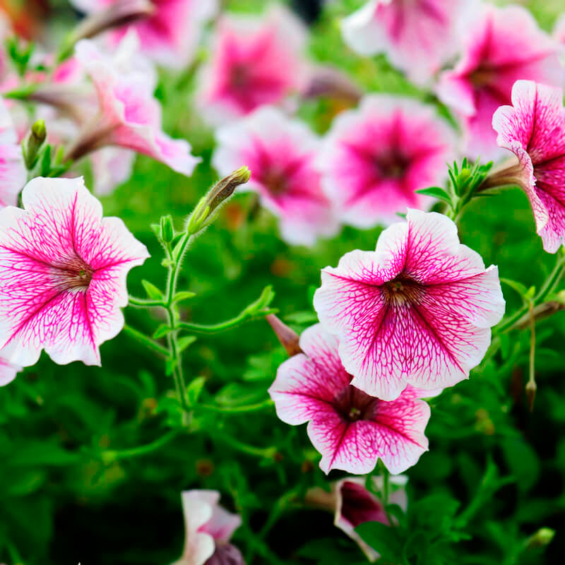 Pale Pink Petunia Flower seeds for Planting - Low Maintenance, Heirloom & GMO Free Seeds for Home Garden
 
 Sale for planting in home garden
