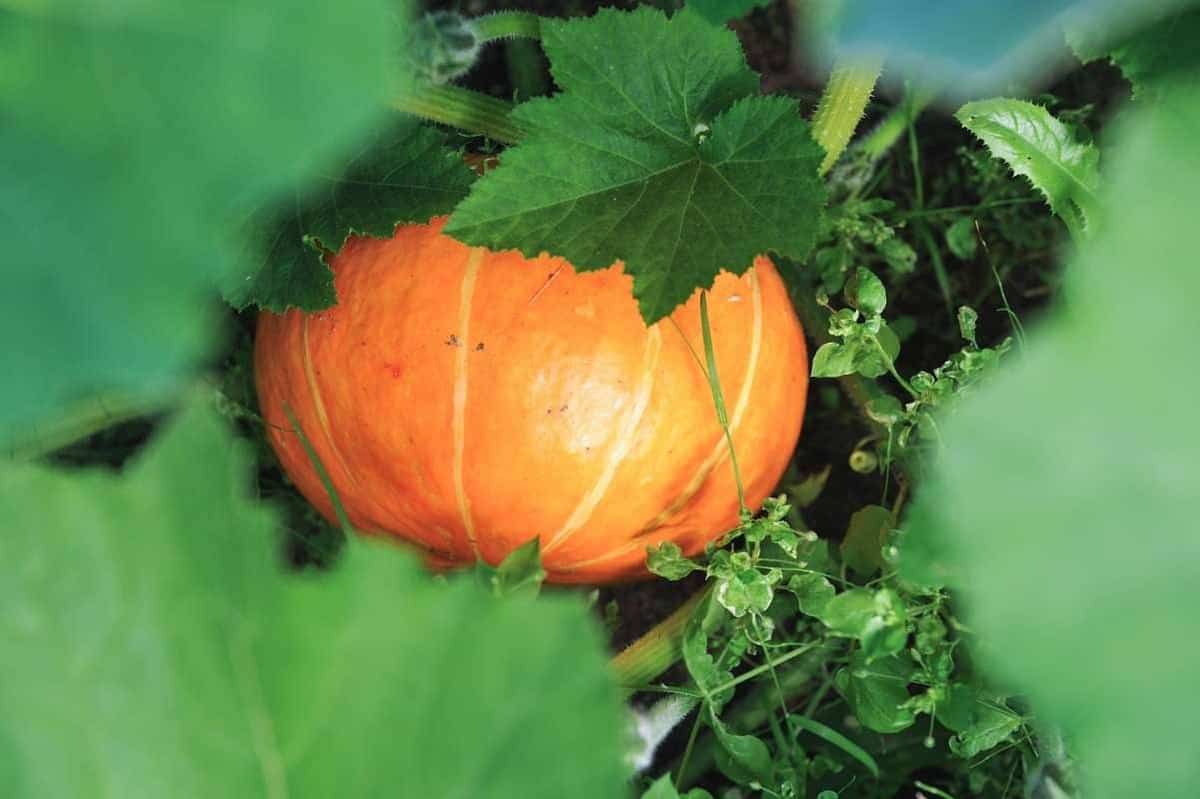 Plant Black Pumpkin Seeds - Grow Your Own Delicious Pumpkins