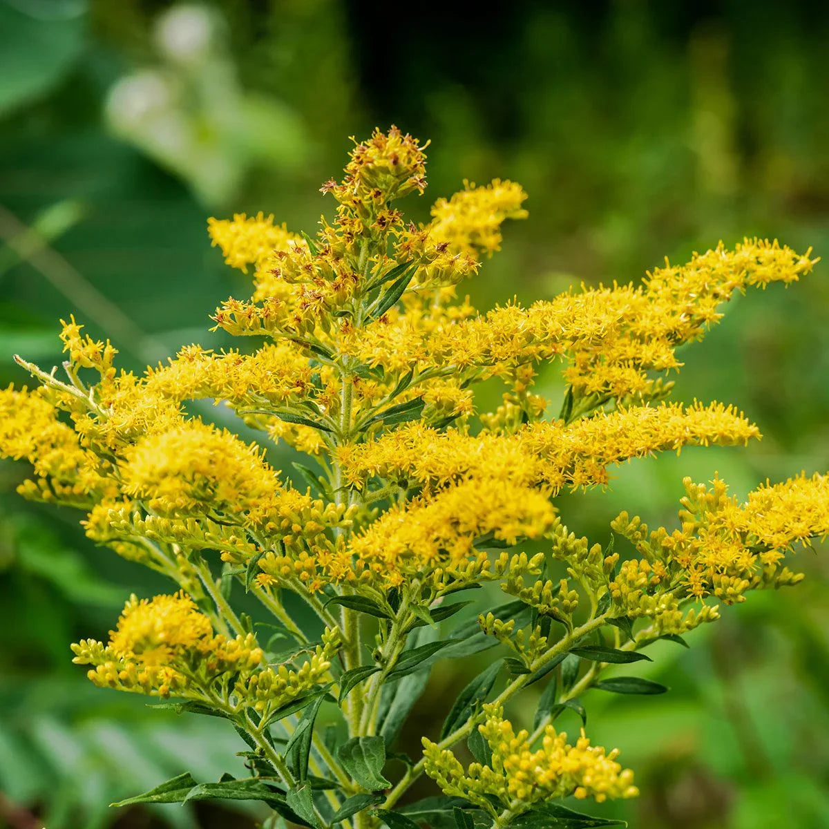 Yellow Solidago Plant Seeds Planting Bright Flower