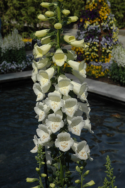 Bronze & White Foxglove Digitalis seeds for elegant blooms