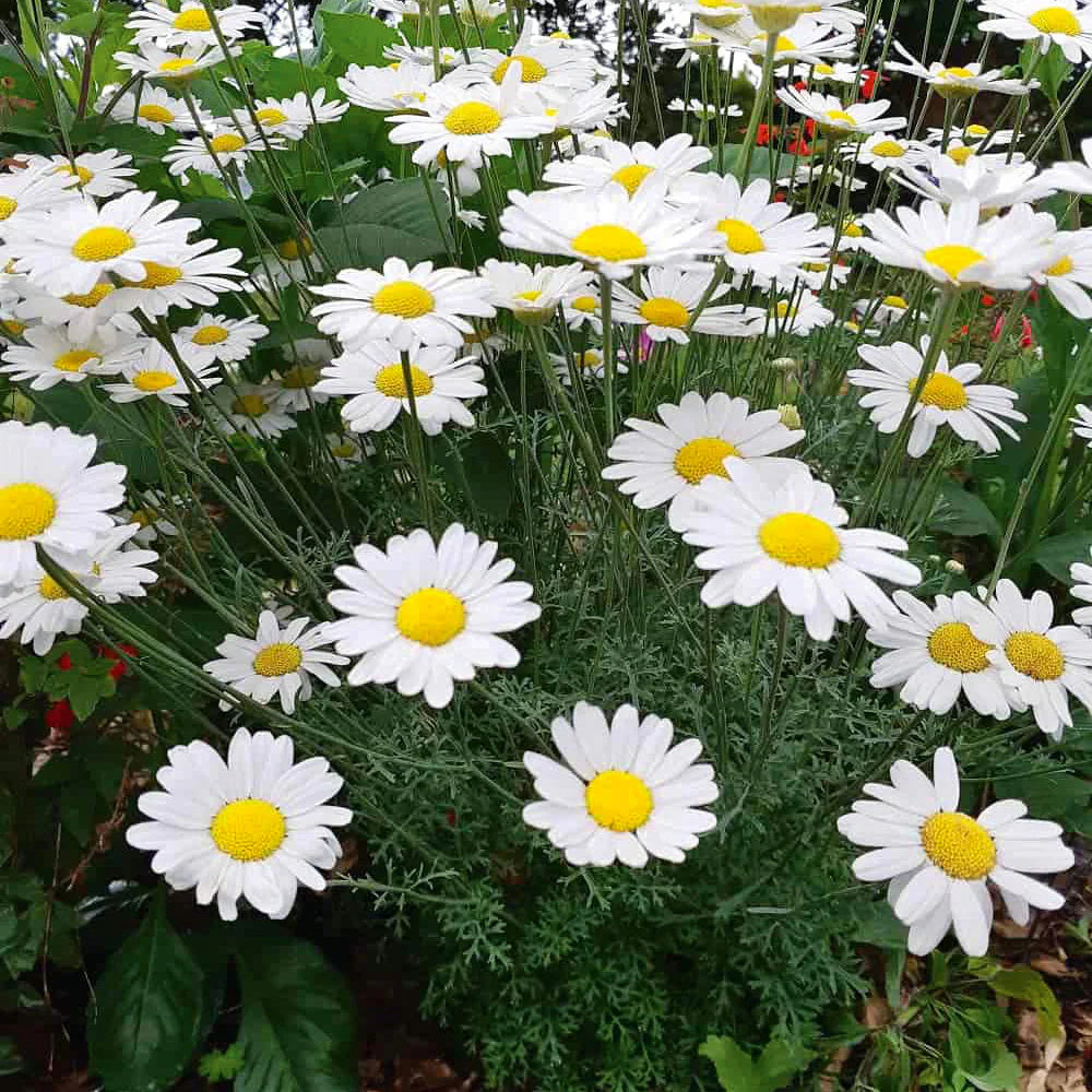 Pyrethrum (Pyrethrum Flower) seeds for planting in home garden
