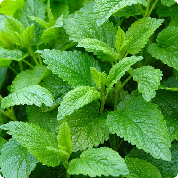 Lemon Balm (Melissa officinalis) Seeds